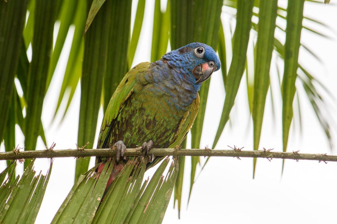 Kuyana Amazon Lodge Archidona ภายนอก รูปภาพ