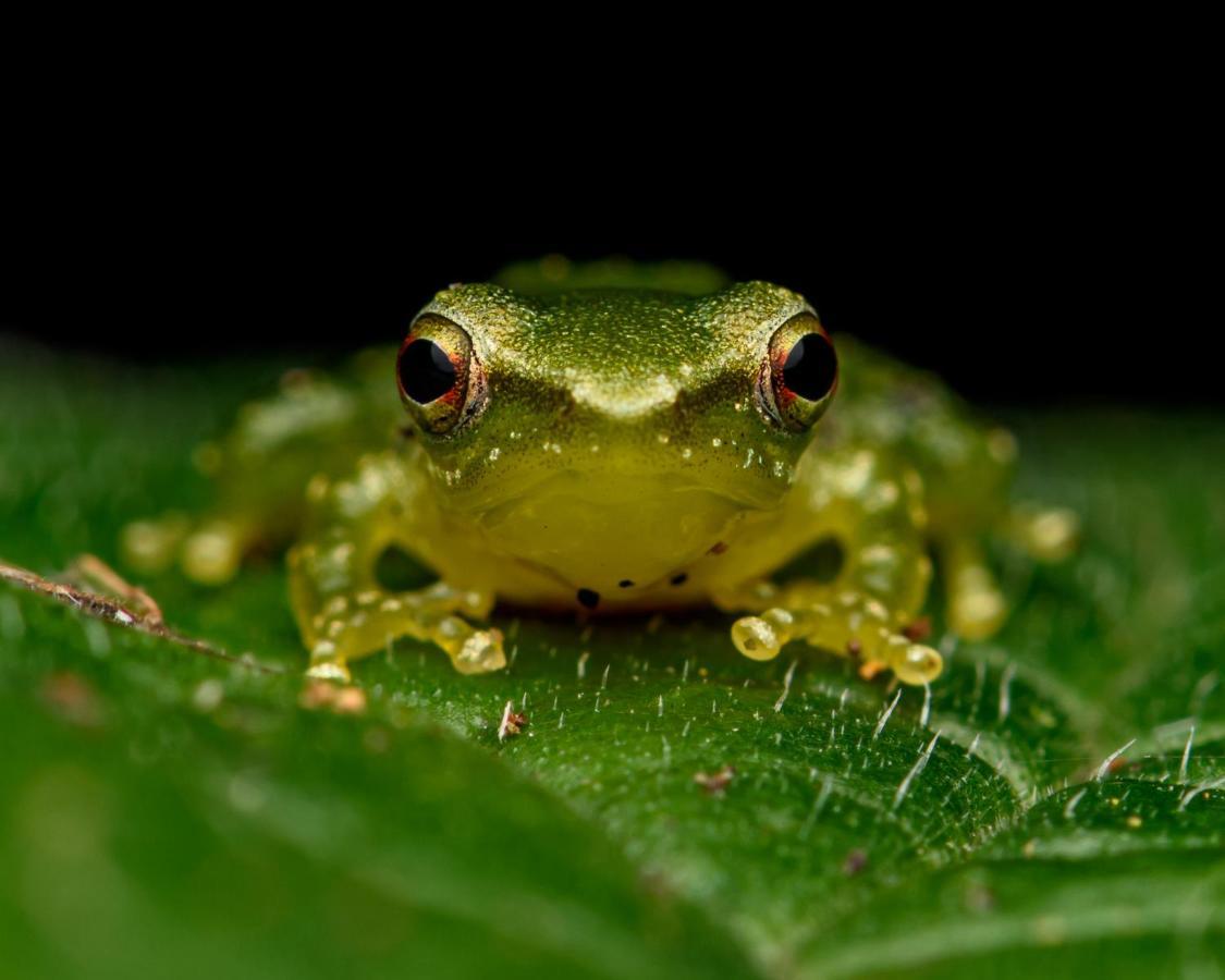Kuyana Amazon Lodge Archidona ภายนอก รูปภาพ